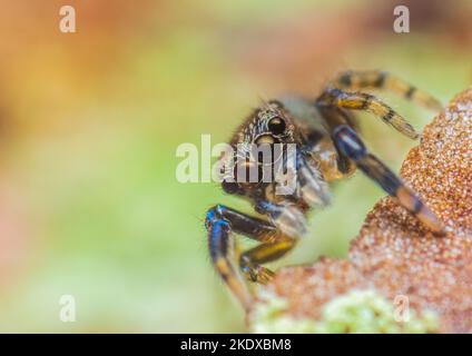 Un jumper spider ritratto, guardando alla fotocamera Foto Stock