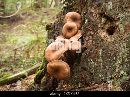 Funghi di Miele grandi, Armillaria cf altimontana, coltivati alla base di un pino ponderosa morto, sul torrente Threemile, ad ovest di Troy, Regno del Montana: F Foto Stock