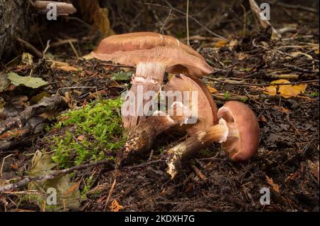 Funghi di Miele grandi, Armillaria cf altimontana, coltivati sotto cedro rosso occidentale e altro legno misto, sul torrente Threemile, ad ovest di Troy, Montana Ki Foto Stock