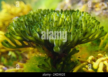 Alga verde corno velluto primo piano, Codium tomentosum, sott'acqua nell'oceano, Atlantico orientale, Spagna Foto Stock