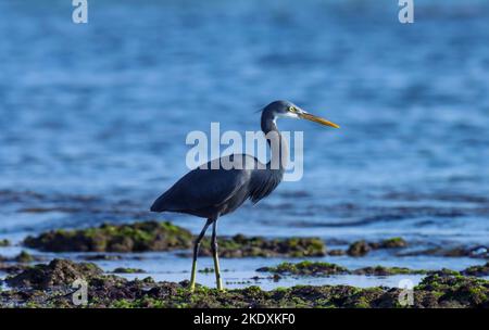 Airone del reef occidentale, egreta gularis, in piedi in acqua dell'oceano, India. Uccello sulla spiaggia. Colpo di primo piano dell'uccello. Uccello grigio. Animali selvatici. Airone di taglia media. Foto Stock