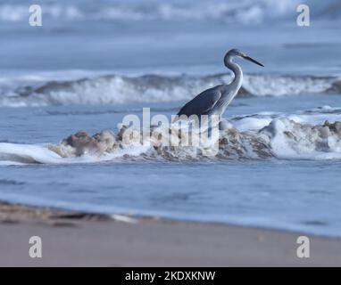 Egret uccello guado in acqua di oceano, madhavpur, India. airone di barriera corallina occidentale sulla spiaggia. Egreta gularis. Uccello grigio. Sfondo uccello. Sfondo naturale. Foto Stock