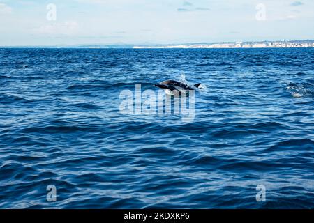 Delfino comune in un oceano blu luminoso con la costa di San Diego sullo sfondo. Escursioni di avvistamento delle balene in California USA. Conservazione della fauna selvatica e marin Foto Stock