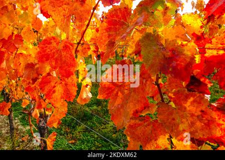 foglie colorate dai vigneti con vista dettagliata autunnale Foto Stock