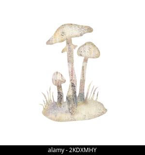 Illustrazione del fungo velenoso mortale di Amanita virosa, noto anche come angelo distruttore Foto Stock
