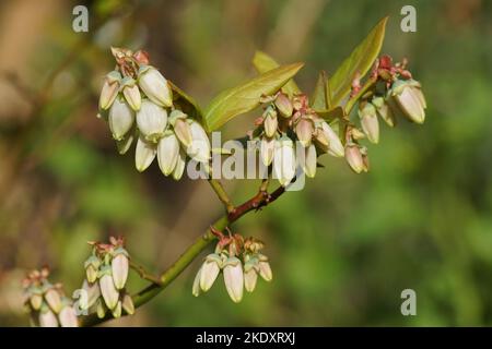 Fiori bianchi lunghi a campana o a urna del mirtillo nord dell'alta macchia (Vaccinium corymbosum). Famiglia Ericaceae. Primavera, Bergen, Olanda aprile Foto Stock