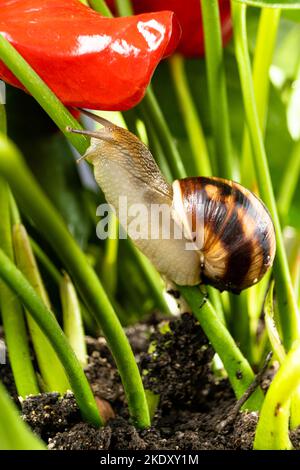 Helix pomatia grande lumaca d'uva striscia lungo il gambo di un fiore all'aria aperta. Foto Stock