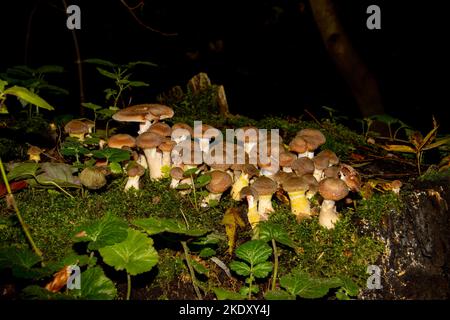 Molti funghi del miele che crescono tra muschio, anche chiamato Armillaria ostoyae o hallimasch dunkler Foto Stock