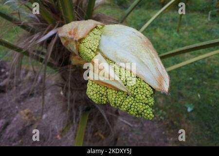 Il fiore emergente di un Trachycarpus fortunei - John Gollop Foto Stock