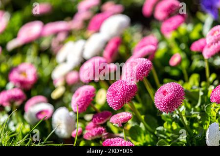 Rosa bellis perennis fiori nel sole di primavera Foto Stock