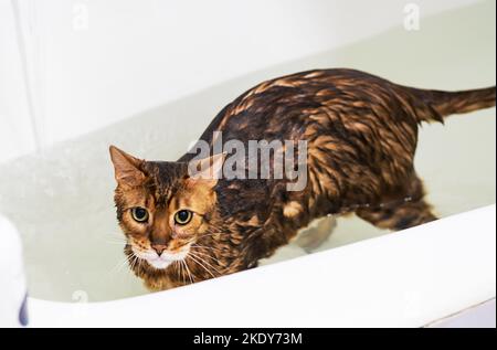 Divertente lavaggio umido gatto a bagno. Carino gatto bengala che prende la doccia. Foto Stock