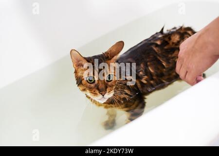 Divertente lavaggio umido gatto a bagno. Carino gatto bengala che prende la doccia. Foto Stock