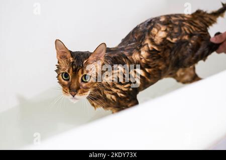 Divertente lavaggio umido gatto a bagno. Carino gatto bengala che prende la doccia. Foto Stock