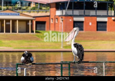 Pellicani che riposano lungo il fiume Torrens all'Elder Park nel CBD di Adelaide, Australia Meridionale Foto Stock