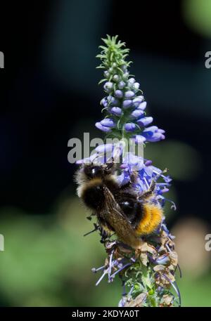 Impollinazione: Bumblebee dalla coda rossa sui fiori di Longleaf speedwell Foto Stock