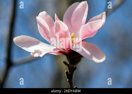 Un bel fiore rosa magnolia fiorisce alla luce del sole Foto Stock
