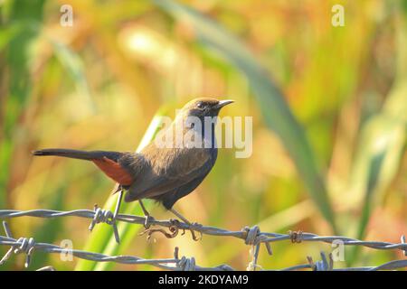 Un primo piano di un robin indiano marrone arroccato su un filo spinato contro lo sfondo giallo Foto Stock