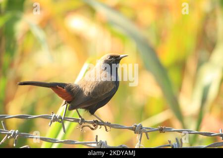 Un primo piano di un robin indiano marrone arroccato su un filo spinato contro lo sfondo giallo Foto Stock