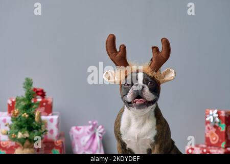 Capodanno e Natale con Boston terrier cane indossare corna di renne testa grigio sfondo presenta Foto Stock