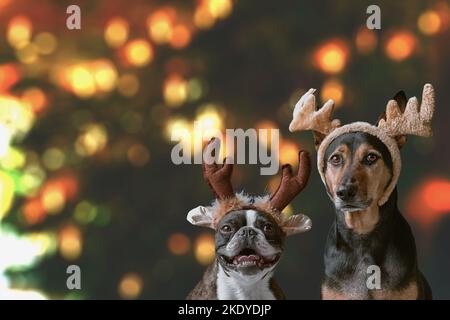 Capodanno concetto di Natale Boston terrier e mongrel cane indossando corna di renna fascia Chritsmas luci sfondo bokeh Foto Stock