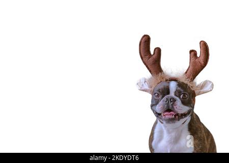 Concetto di Capodanno e Natale con il cane Boston terrier indossando corna di renna headband solido sfondo bianco Foto Stock