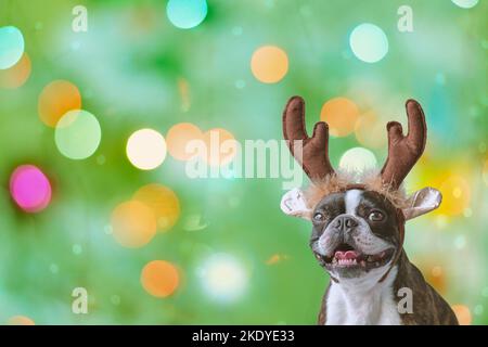 Concetto di Capodanno e Natale con Boston terrier cane indossare corna di renna Headband Chritsmas luci sfondo bokeh Foto Stock