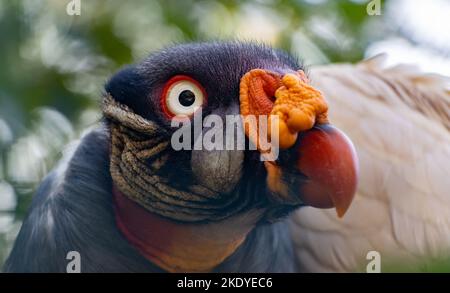 Ritratto di un avvoltoio re seduto su un albero Foto Stock