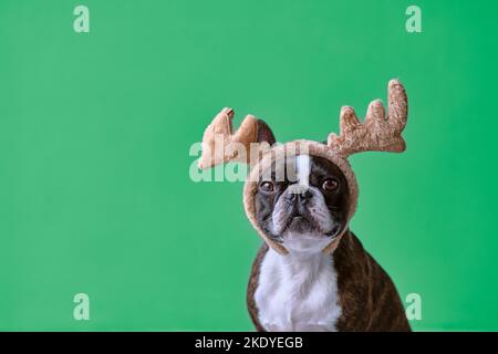 Concetto di Capodanno e Natale con il cane Boston terrier indossando corna di renna headband solido sfondo verde Foto Stock