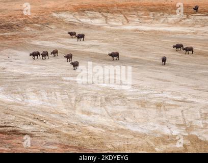 Mandria di bufala africana B. Cenerus arrivo ad una grande buca d'acqua secca - normalmente un piccolo lago da Mudanda Rock nel Parco Nazionale di Tsavo in Kenya Foto Stock