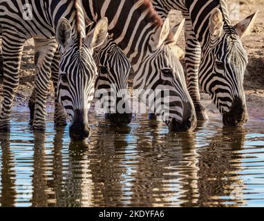 Pianure Zebra Equus quagga bere in una buca d'acqua nel Parco Nazionale Tsavo Kenya Foto Stock
