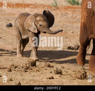 Baby African Elephant Loxodonta africanus in una buca d'acqua nel Parco Nazionale dello Tsavo in Kenya Foto Stock