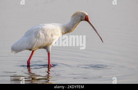 Spatola africana Platalea alba in una grande buca d'acqua nel Parco Nazionale Kenia di Tsavo Est Foto Stock
