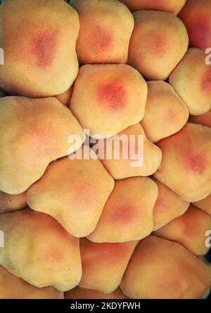 Corpi fruttiferi di Miele Fungus Armillarea mellea strettamente imballati insieme nelle prime fasi di crescita in un campo d'erba nel Somerset UK Foto Stock