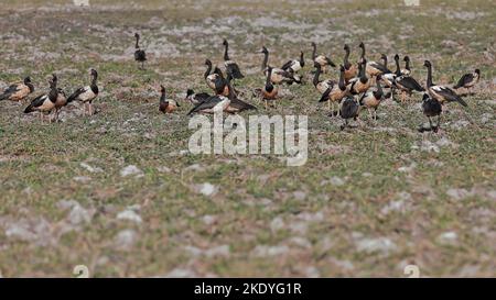 248 le oche Magpie -Anseranas semipalmata- si affollano nella pianura alluvionale intorno a Yellow Water Billabong. Kakadu-Australia. Foto Stock