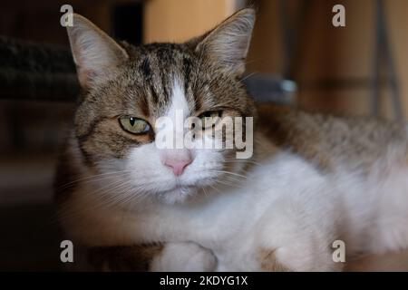 Un gatto sonnolento sdraiato sul pavimento e in recupero dalle avventure nel quartiere Foto Stock