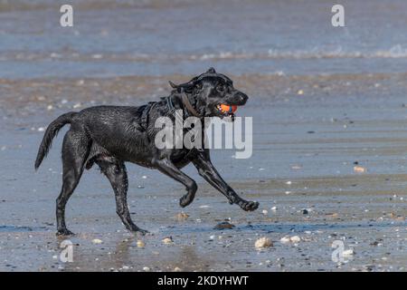 Un cane Labrador Nero molto bagnato con una palla in bocca che corre a Fistral Beach a Newquay in Cornovaglia nel Regno Unito. Foto Stock