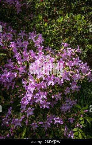 Un arbusto Azalea fiorito che cresce nel selvaggio sub-tropicale Penjjick Garden in Cornovaglia.; Penjerrick Garden è riconosciuto come Cornovaglia vera giungla garde Foto Stock