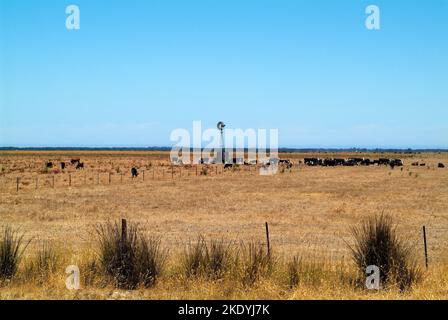 Australia, lifestock su pascolo con turbina eolica per approvvigionamento idrico Foto Stock