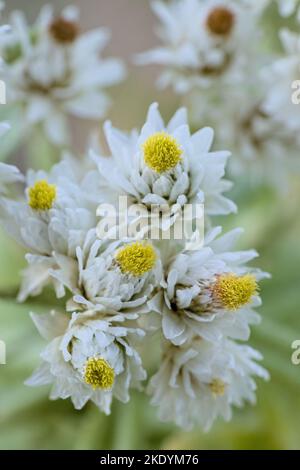 Una messa a fuoco selettiva di bianco e delicato Pearly everlasting nel giardino con uno sfondo sfocato Foto Stock