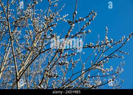 Willow si attorciglia contro un cielo blu in primavera. Foto Stock