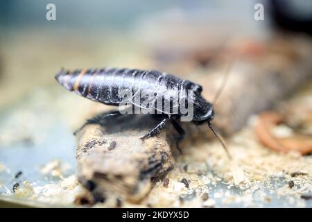 Tiger hisser Roach o nero gigante madagascar hissing scarafaggio selezione fuoco closeup. Principia vanwierebeki. Foto Stock