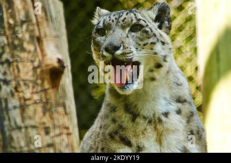 Un primo piano di un leopardo di neve ringhiante con macchie nere sulla pelliccia in un parco animali Foto Stock