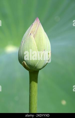 Vista da vicino del fiore di loto Foto Stock