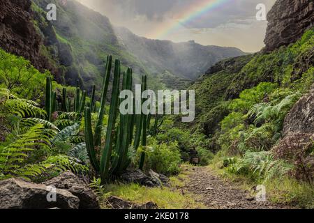 Un bellissimo paesaggio di cactus e altre piante in un ambiente tropicale con un arcobaleno sullo sfondo Foto Stock