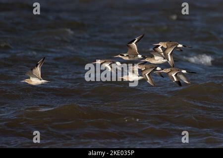 Godwit dalla coda nera (Limosa limosa islandica) & Godwit dalla coda nera (Limosa lapponica) volando Norfolk UK GB Ottobre 2022 Foto Stock