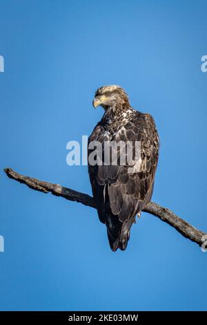 Fotografare la fauna selvatica dal mio kayak mi dà una vista ravvicinata e personale che semplicemente non posso ottenere dalla terra. Aquila giovane, flowage di Forestville Wi. Foto Stock