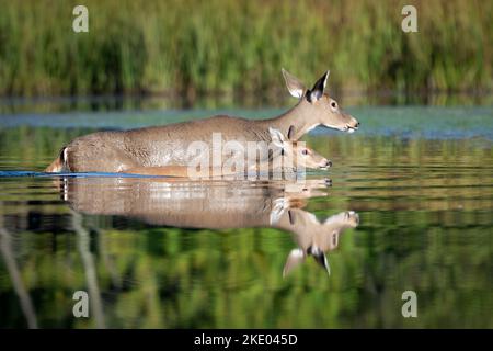 Fotografare la fauna selvatica dal mio kayak mi dà una vista ravvicinata e personale che semplicemente non posso ottenere dalla terra. Cervi dalla coda bianca, fioritura di Forestville Wi. Foto Stock