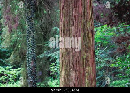 Corteccia di Chamaecyparis pisifera - Sawara cypress var. Squarrosa Foto Stock