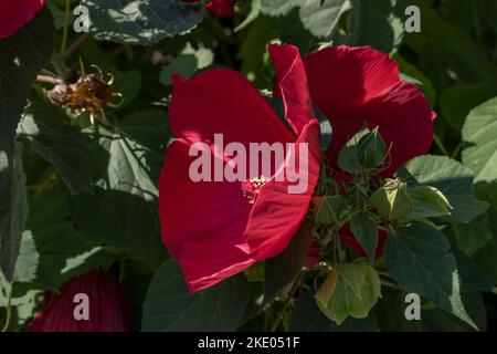 Hibiscus mosscheutos Southern Belle Hibrid Foto Stock