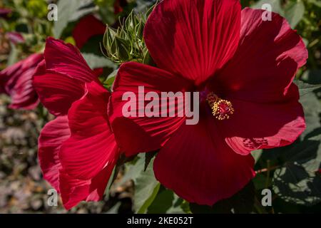 Hibiscus mosscheutos Southern Belle Hibrid Foto Stock